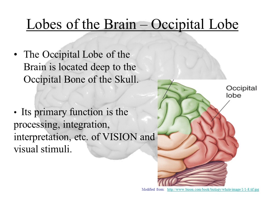 Lobes of the Brain – Occipital Lobe The Occipital Lobe of the Brain is